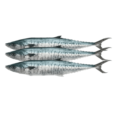 PRE-ORDER KINGFISH CLEANED 1KG