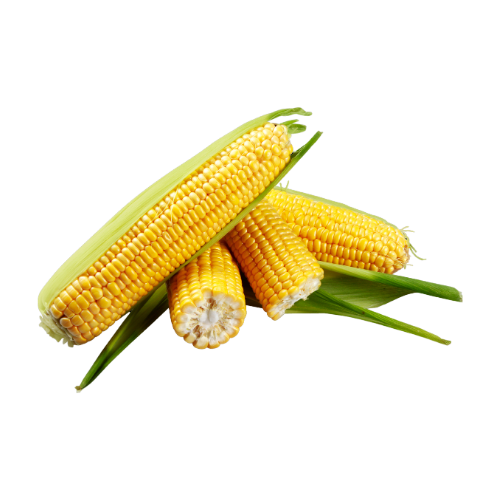 FRESH CORN