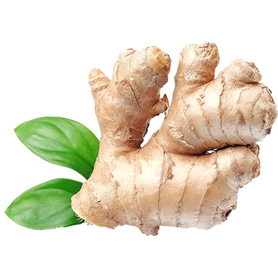 FRESH GINGER