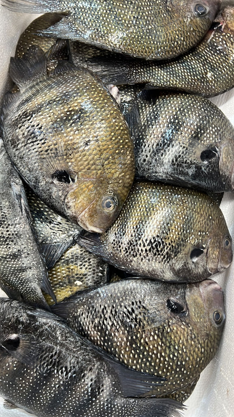 PRE-ORDER KARIMEEN CLEANED 750G TO 850G