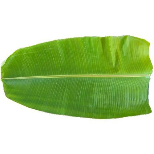 Buy BANANA LEAVES Online in UK