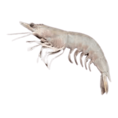 Buy Sea Foods Fresh Prawn Online in UK