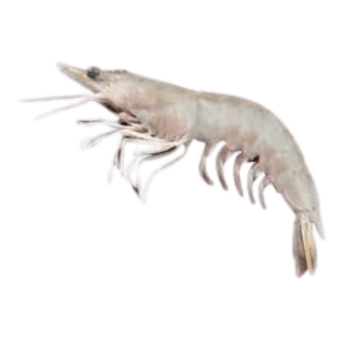 Buy Sea Foods Fresh Prawn Online in UK