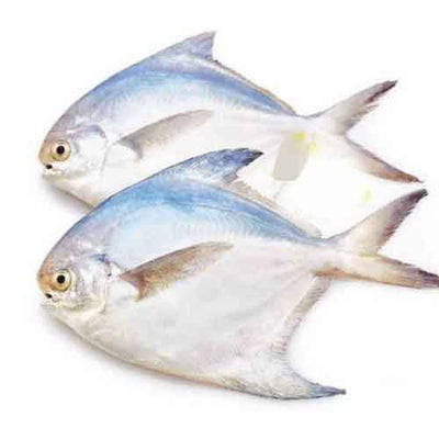 Buy Vavval Meen Gold Pomfret Online in UK