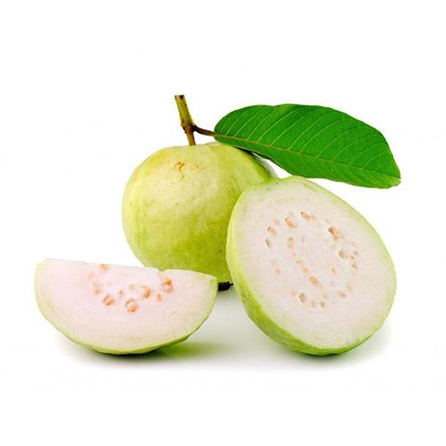 INDIAN GUAVA